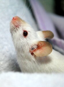 Animal mouse home rodent