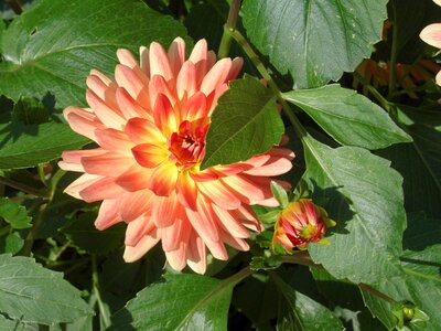Dahlia yellow orange