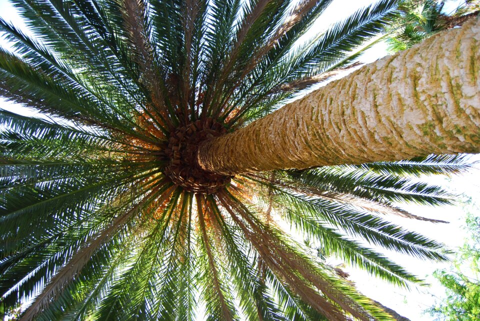 Palm fronds plant nature