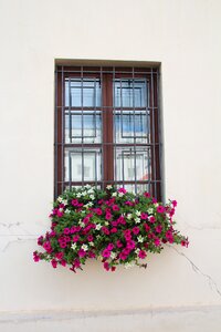 Flower box decoration flowers