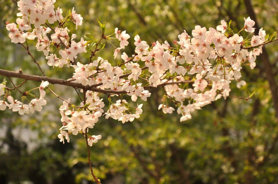 Peach blossom woods flower