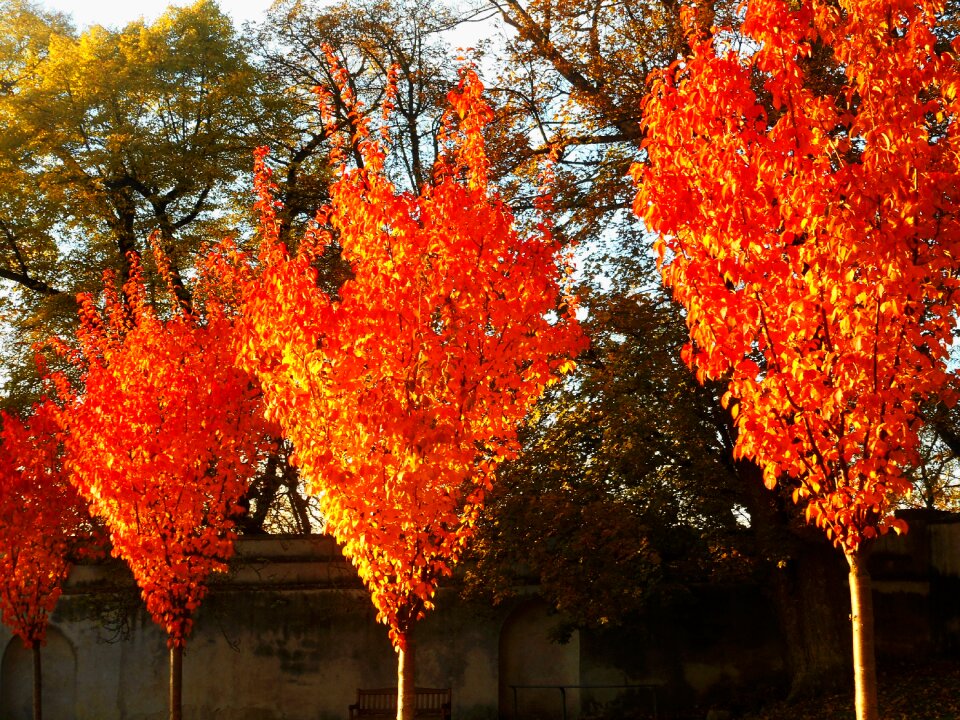 Red nature color photo