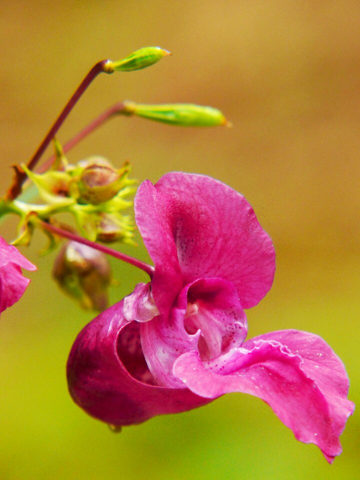 Wild flower red spring herb pink