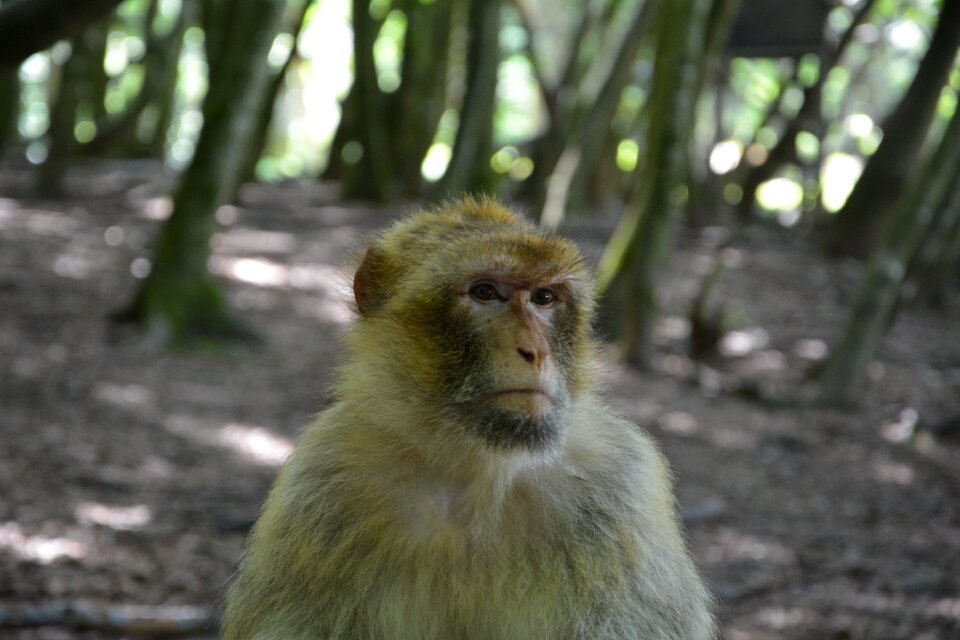 Barbary ape äffchen mammals