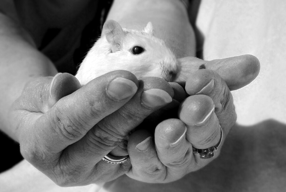 Rodent gerbil hand