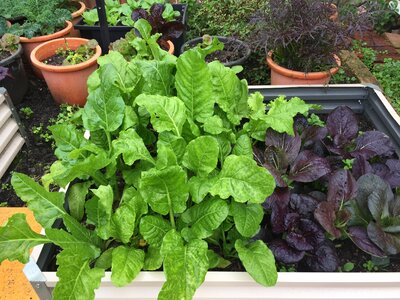 Leaf plant organic