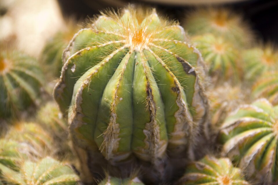 Garden succulent nature