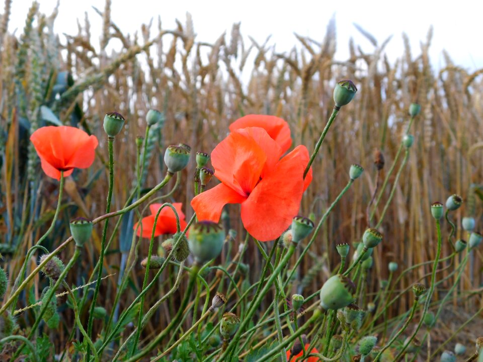Mohngewaechs red field