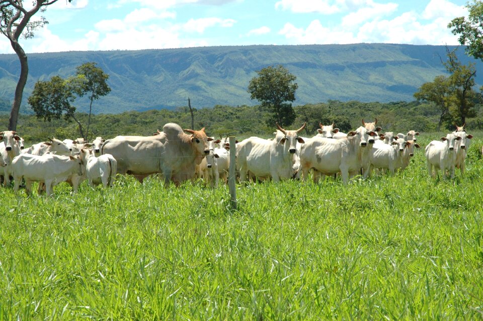 Animal rural agriculture