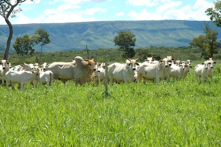 Animal rural agriculture