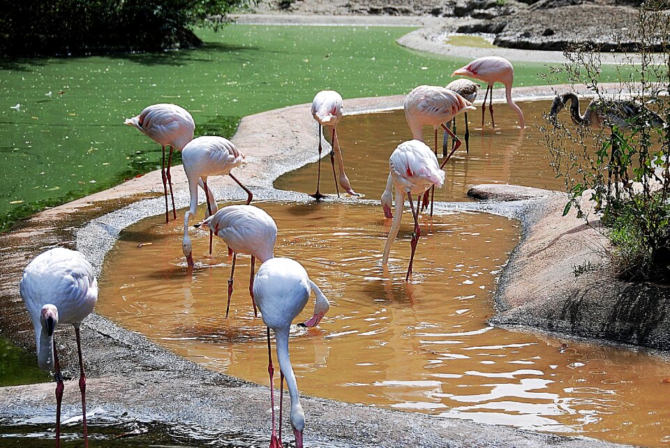 Group zoo water bird