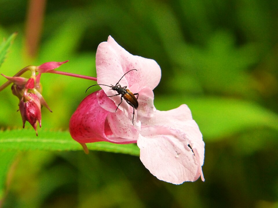 Flower plant blossom