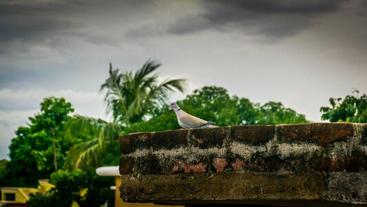 Nature freedom pigeon photo