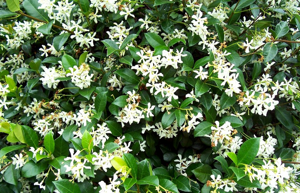 Nature bloom bouquet