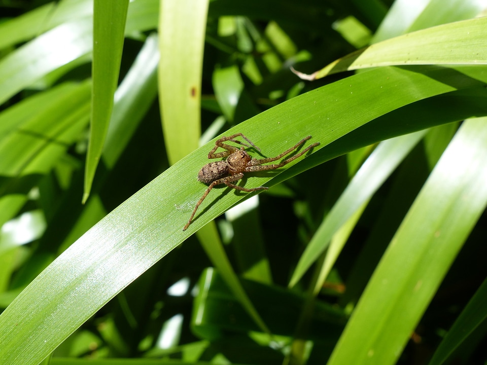 Wildlife bug small