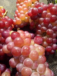 Grape fruit summer