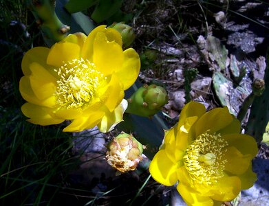 Nature floral bloom