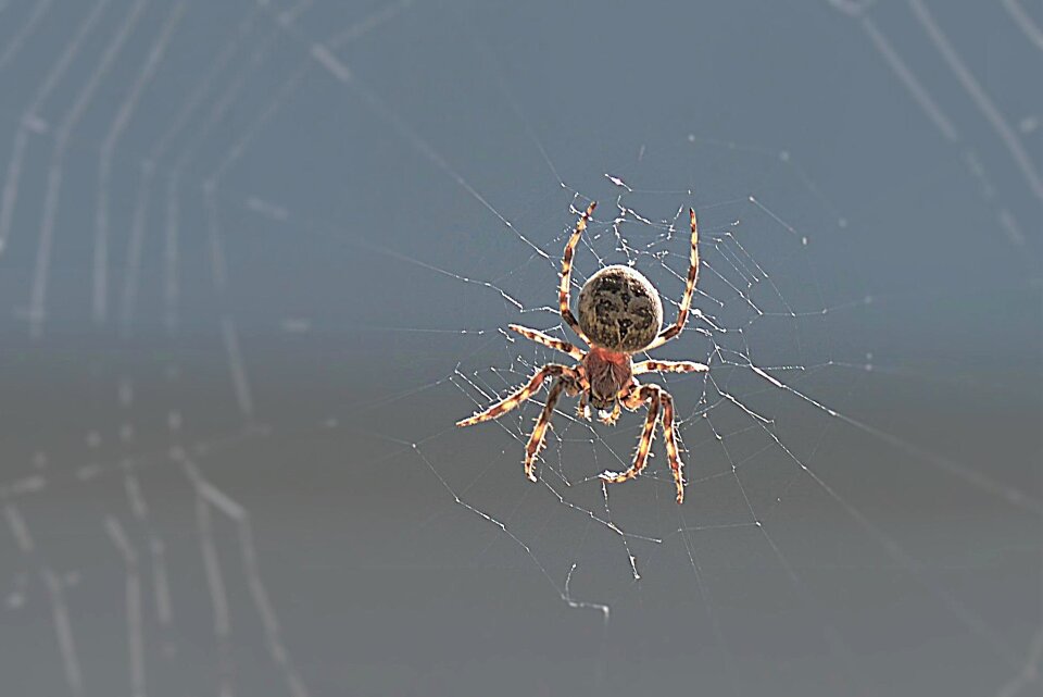 Close up web insect