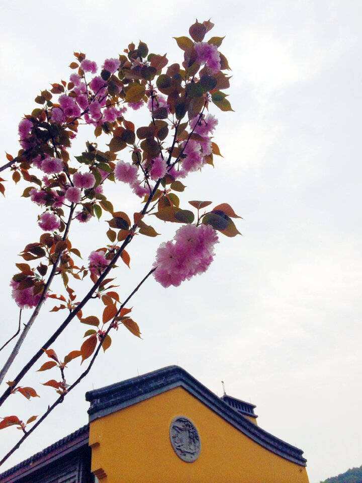 Buddhism cherry flowering