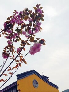 Buddhism cherry flowering