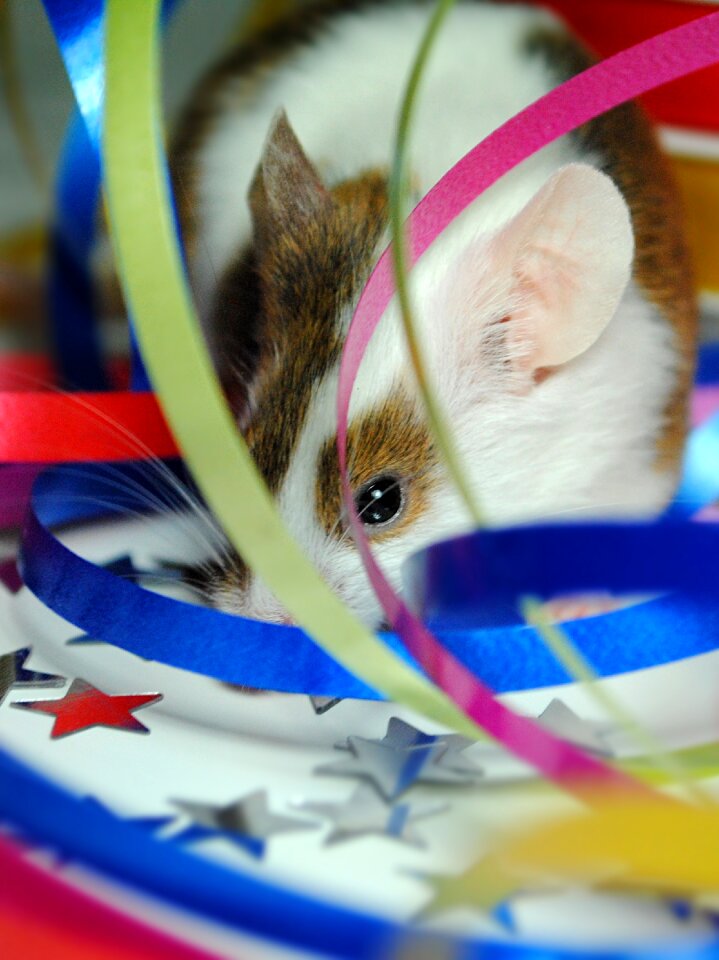 Mouse home festival rodent