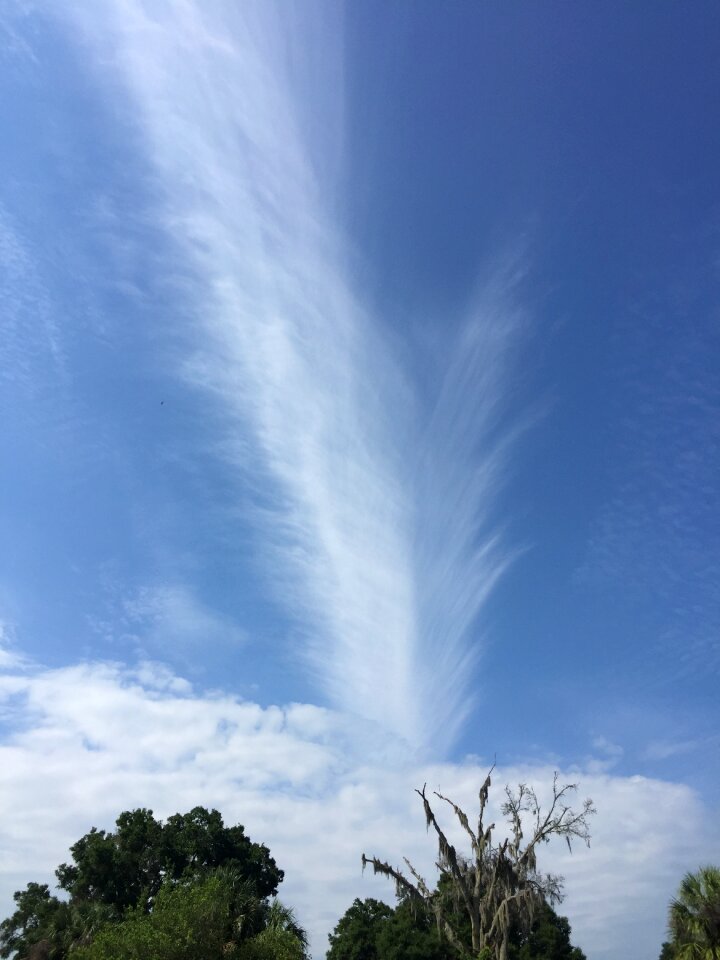 Clouds burst trees