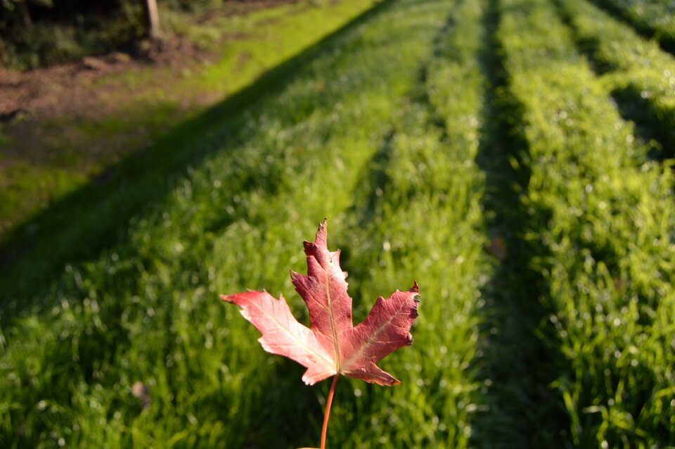 Green autumn leaves nature