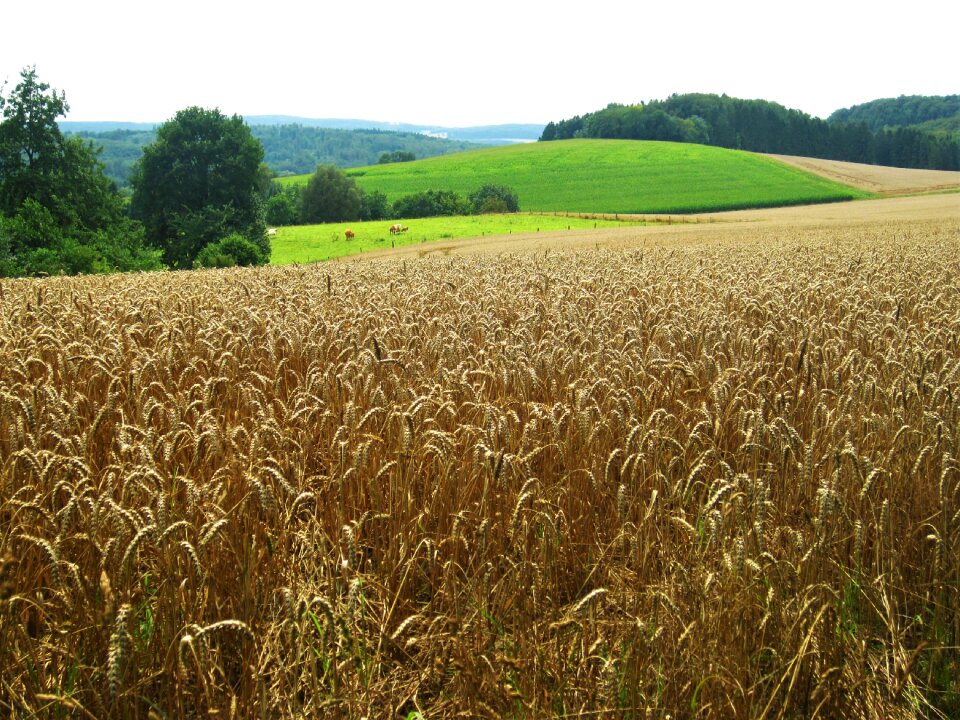 Wheat field nature season