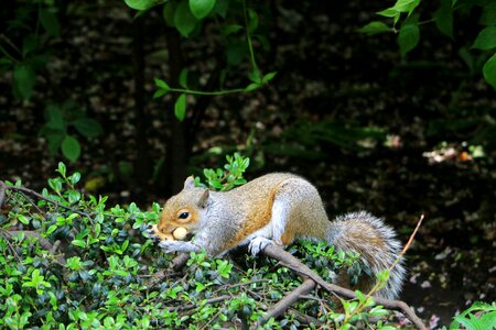 Fur small nature photo