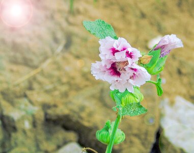 Wild flowers alone white petals