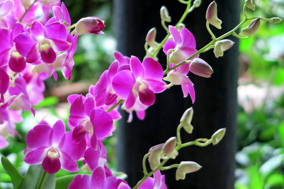 Exotic asia exotic flowers