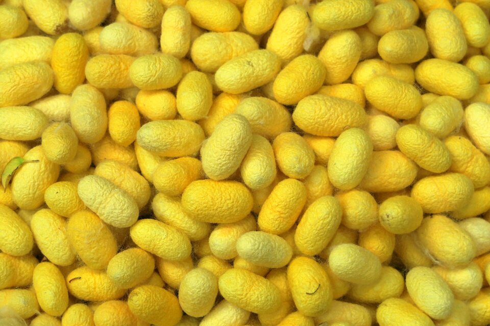 Silk worms cocoon making silk thread