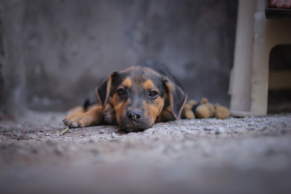 Animals look puppy