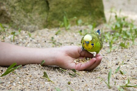 Green bird pets eat