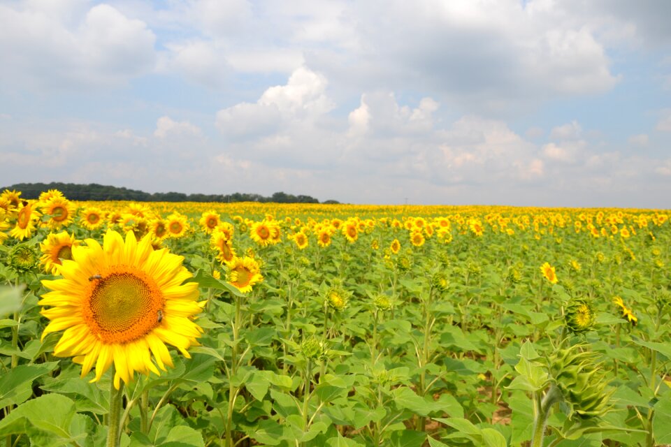 Bloom summer plant