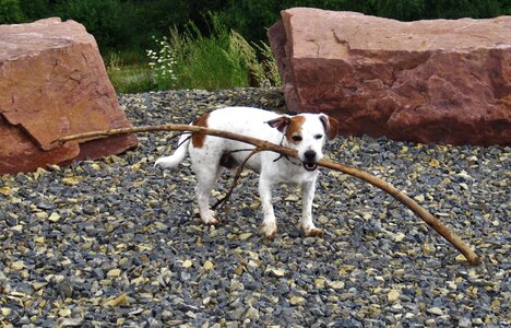 Jack russel on the go strong photo