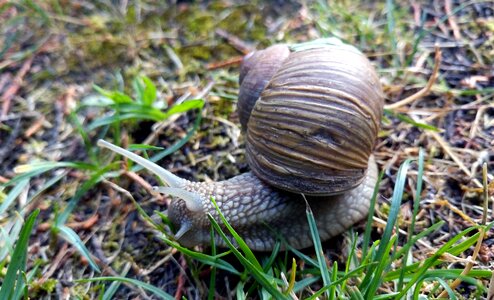 Burgundy nature gastropod