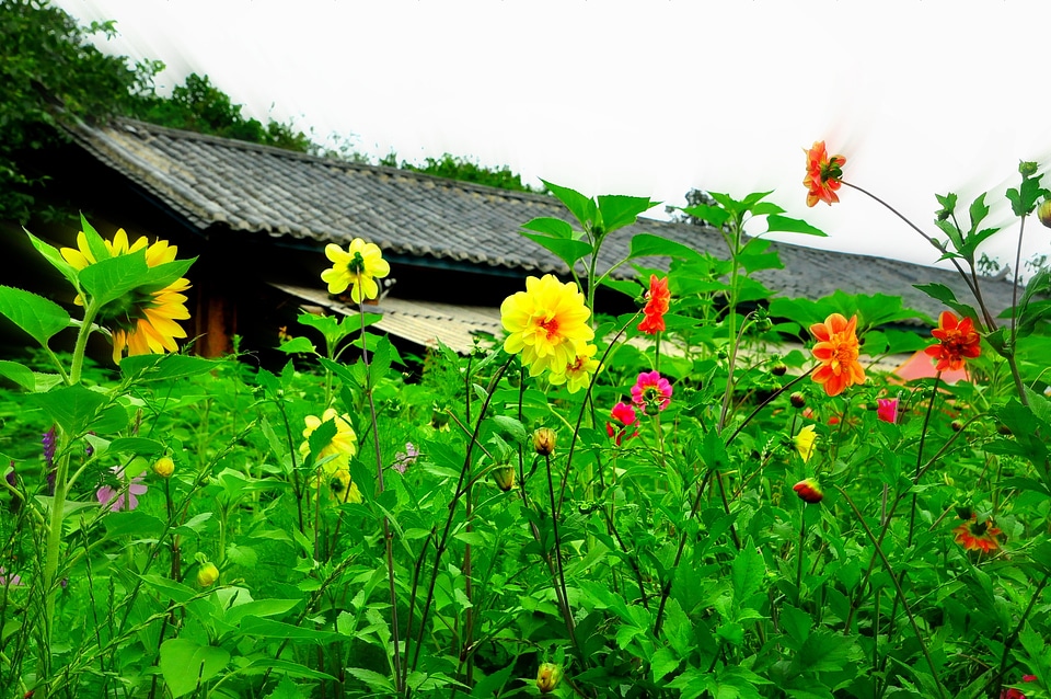 Village sunflower flowers