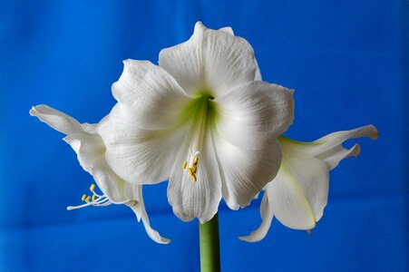 Flower white flower bloom photo
