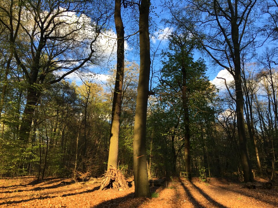 Trees berlin forest tegel