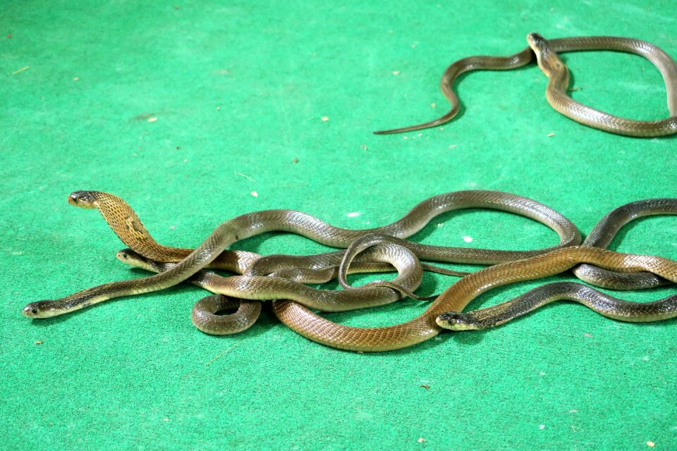 Cobras snakes tourist animation
