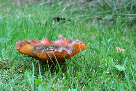 Mushroom in the grass brown in the grass