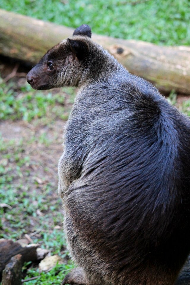 Grey fauna zoo