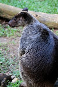 Grey fauna zoo photo