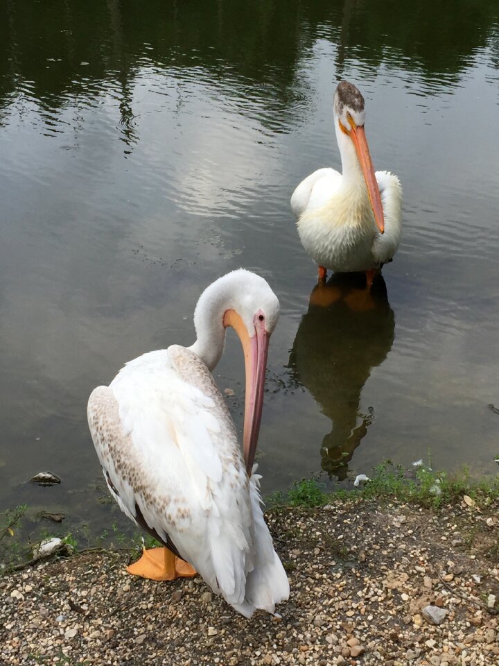 Nature wild animal