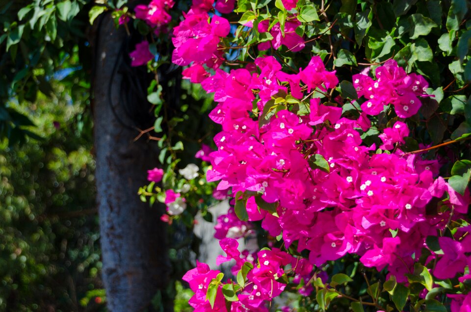 Garden funchal madeira