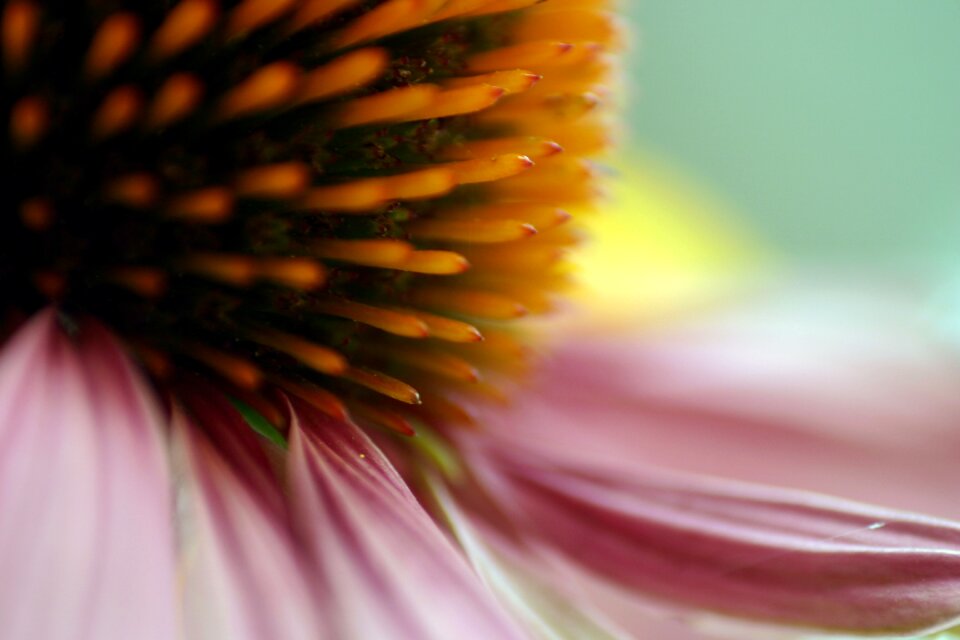 Bloom stamen macro