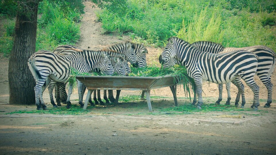 Herbivorous flocks of zoo