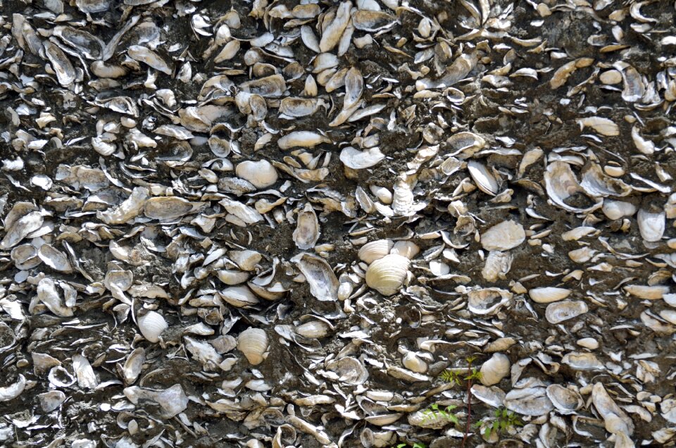 Shells historic st augustine