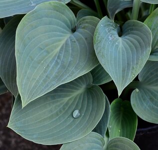Green leaf leaves